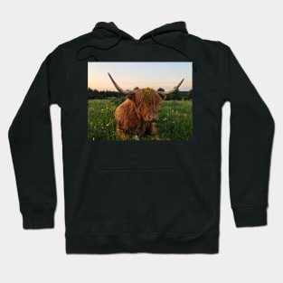 Scottish Highland Cattle Cow 2425 Hoodie